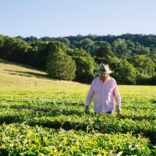 Brewing Australia's Favourite Tea Since 1978 - Madura Tea