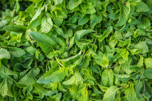 7 Amazing Peppermint Tea Health Benefits - Madura Tea