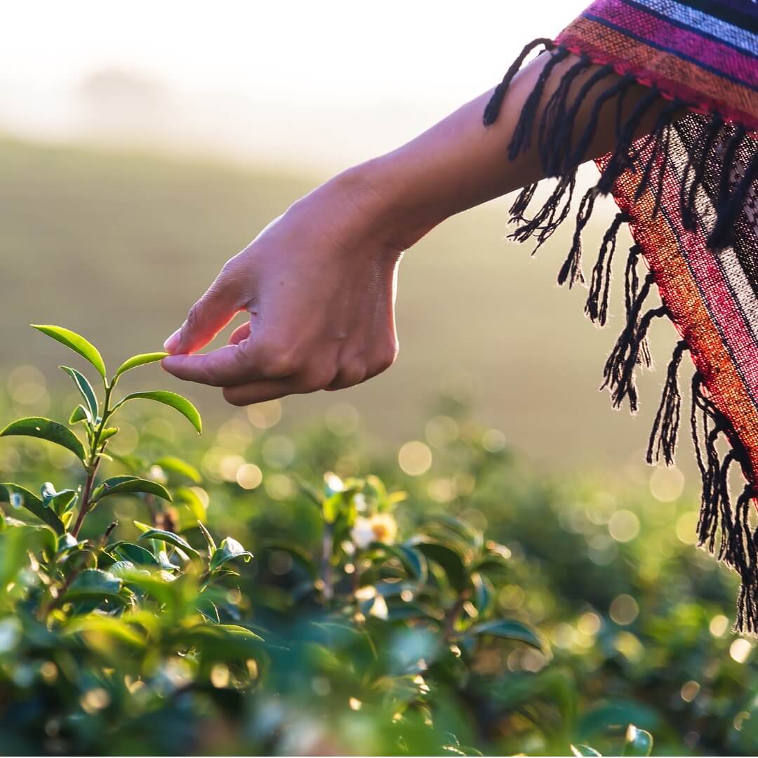 Chai Tea – A Low-Key Gut Health Hero - Madura Tea