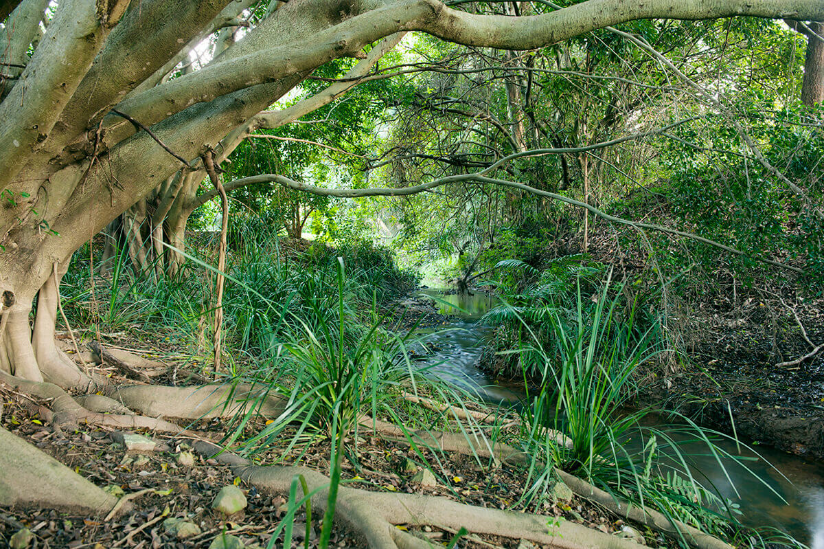 A branch of Clothiers Creek running through a section of the Madura Tea rainforest